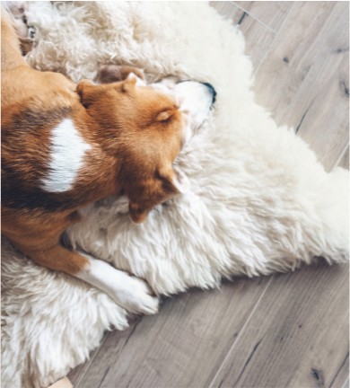 Dog carpet | Emo Flooring company