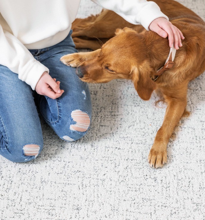 Pet friendly carpet | Emo Flooring company